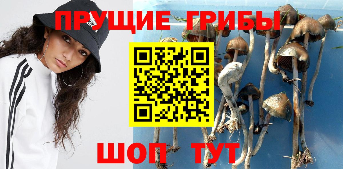 Галлюциногенные грибы Magic Shrooms  закладки  Псилоцибиновые грибы GOLDEN TEACHER  Ростов Великий  Вход с VPN 